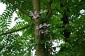 Fiori, Piante, natura_45